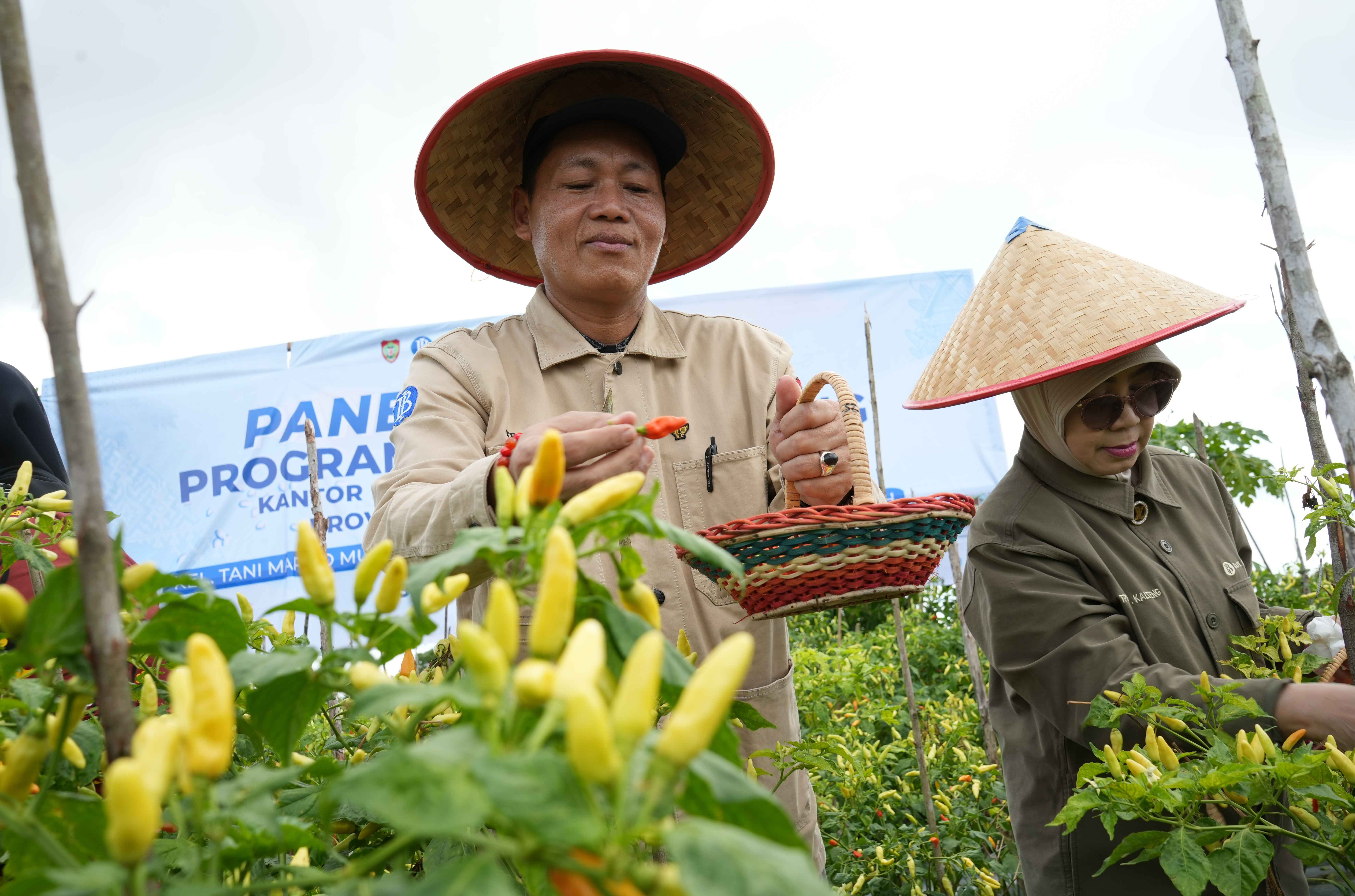 Staf Ahli Gubernur (Yuas Elko) Ikuti Panen Perdana Digital Farming Komoditas Cabai di Kabupaten Kotawaringin Timur.