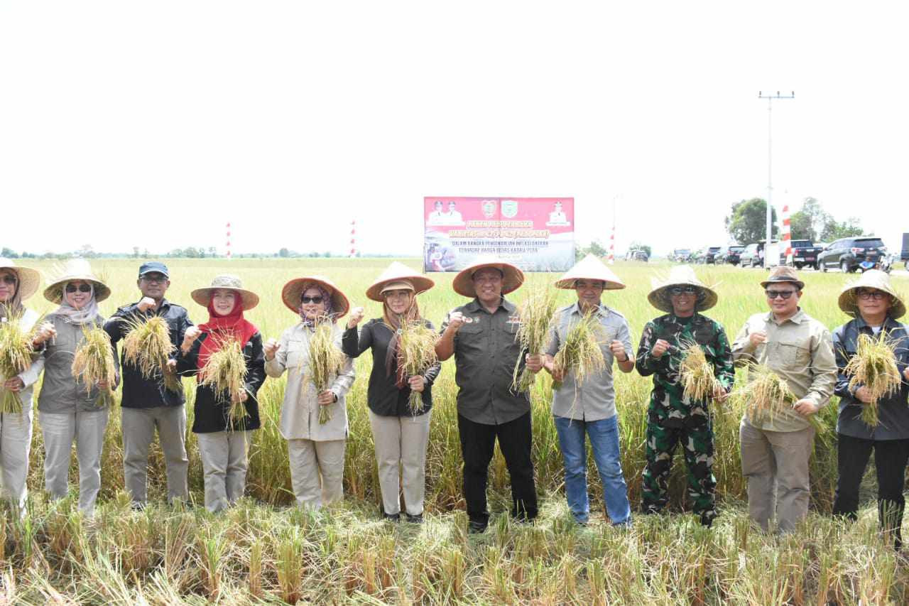 WAGUB KALTENG PANEN PERDANA DI PULANG PISAU DALAM RANGKA PENGENDALIAN INFLASI